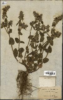 spécimen de Stachys hirta