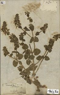 spécimen de Stachys hirta