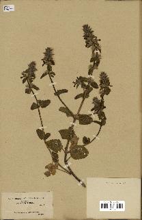 spécimen de Stachys hirta