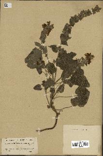spécimen de Stachys circinata