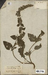 spécimen de Stachys circinata