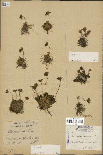 spécimen de Androsace carnea