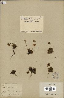 spécimen de Androsace carnea