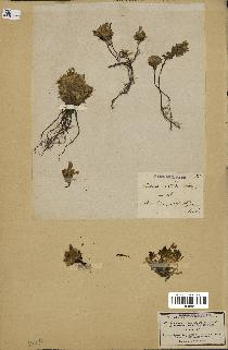spécimen de Androsace ciliata