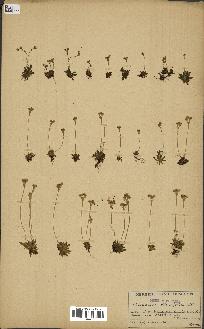 spécimen de Androsace obtusifolia