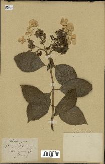 spécimen de Hydrangea hortensis