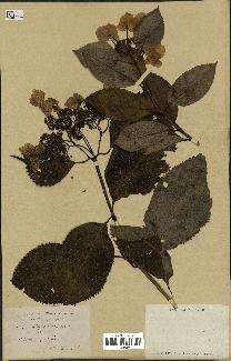 spécimen de Hydrangea hortensis