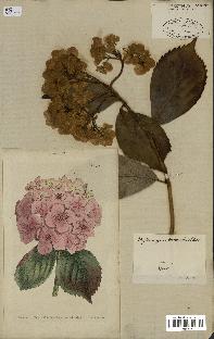 spécimen de Hydrangea hortensis