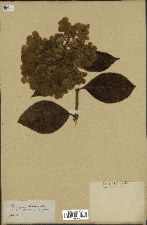 spécimen de Hydrangea hortensis