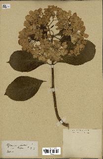 spécimen de Hydrangea hortensis