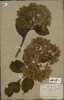 spécimen de Hydrangea hortensis