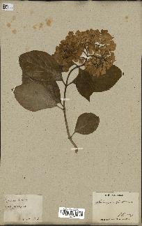 spécimen de Hydrangea hortensis