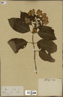 spécimen de Hydrangea hortensis