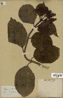 spécimen de Hydrangea hortensis