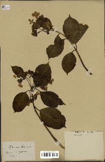 spécimen de Hydrangea hortensis