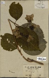 spécimen de Hydrangea hortensis