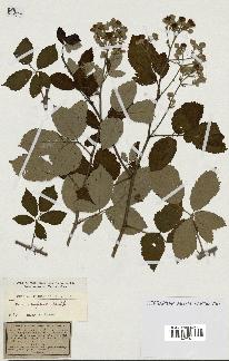 spécimen de Rubus ulmifolius