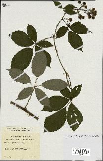 spécimen de Rubus geniculatus