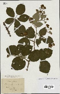 spécimen de Rubus propinquus