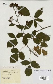 spécimen de Rubus ericetorum