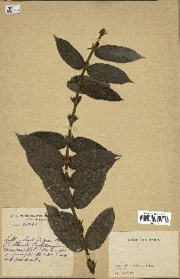 spécimen de Lasianthus sp.