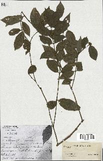 spécimen de Lasianthus sp.