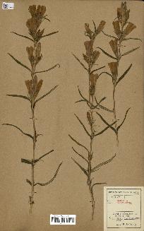 spécimen de Gentiana pneumonanthe