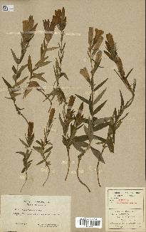 spécimen de Gentiana pneumonanthe