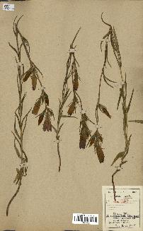 spécimen de Gentiana pneumonanthe