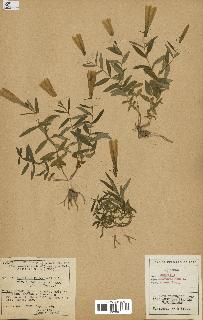 spécimen de Gentiana pneumonanthe