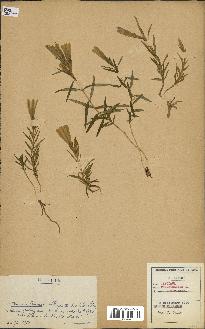 spécimen de Gentiana pneumonanthe