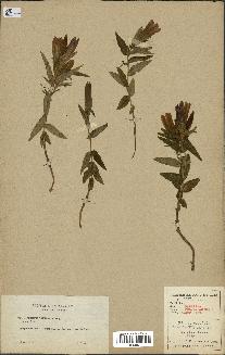 spécimen de Gentiana pneumonanthe