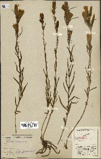 spécimen de Gentiana pneumonanthe