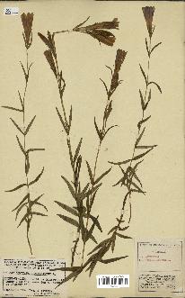 spécimen de Gentiana pneumonanthe