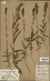 spécimen de Gentiana pneumonanthe