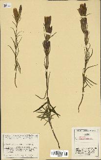 spécimen de Gentiana pneumonanthe