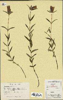 spécimen de Gentiana linearis