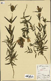 spécimen de Gentiana pneumonanthe