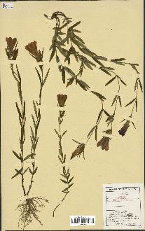 spécimen de Gentiana pneumonanthe