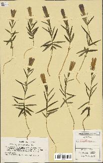 spécimen de Gentiana pneumonanthe