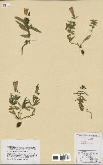 spécimen de Gentiana pneumonanthe