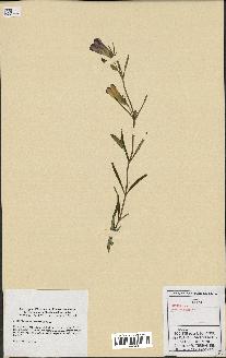 spécimen de Gentiana pneumonanthe
