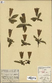 spécimen de Gentiana excisa