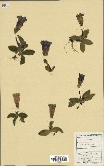 spécimen de Gentiana excisa