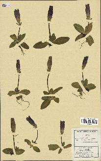 spécimen de Gentiana excisa