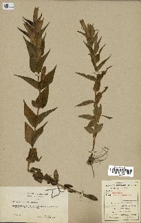 spécimen de Gentiana asclepiadea