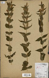spécimen de Gentiana asclepiadea