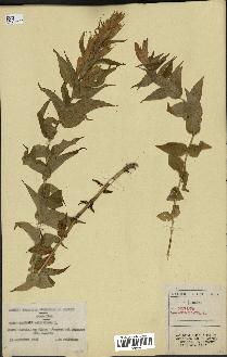 spécimen de Gentiana asclepiadea
