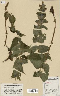 spécimen de Gentiana asclepiadea