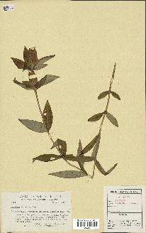 spécimen de Gentiana andrewsii